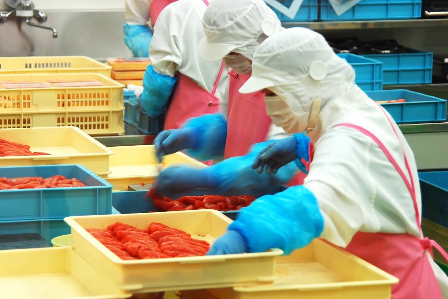 明太子工場での作業